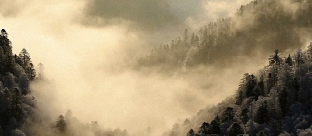 actualité Ciné-seniors : Le chant des forêts